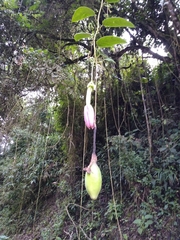 Passiflora tenerifensis