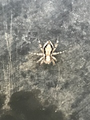 Menemerus bivittatus