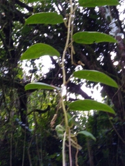 Passiflora tenerifensis