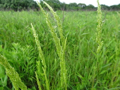 Sphenopholis obtusata