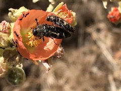 Acmaeodera connexa