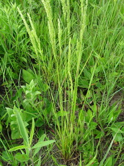 Sphenopholis obtusata