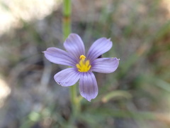 Sisyrinchium halophilum
