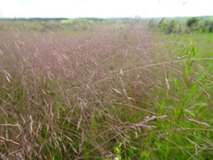 Agrostis hyemalis