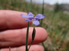 Sisyrinchium halophilum