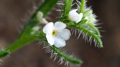 Pectocarya heterocarpa