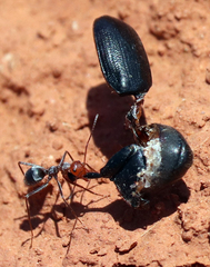 Myrmecocystus melliger