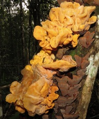 Tremella