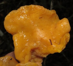 Tremella