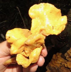 Tremella