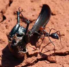 Myrmecocystus melliger