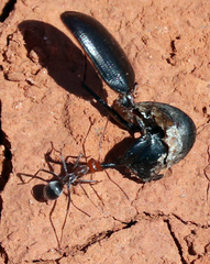 Myrmecocystus melliger