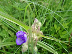 Tradescantia bracteata