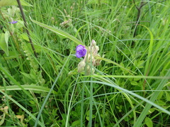 Tradescantia bracteata