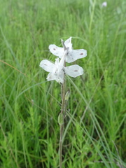 Delphinium carolinianum virescens