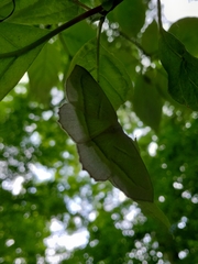 Campaea perlata