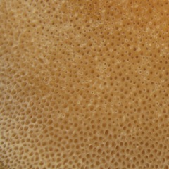 Polyporus guianensis