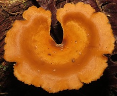 Polyporus guianensis