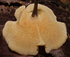 Polyporus guianensis