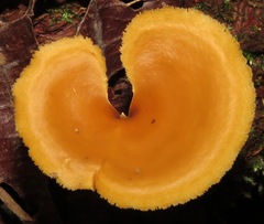 Polyporus guianensis
