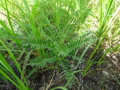 Astragalus crassicarpus