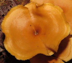 Polyporus guianensis