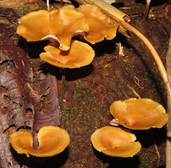 Polyporus guianensis