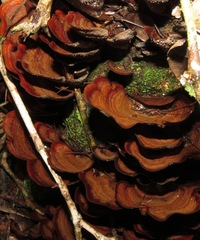 Stereum ostrea