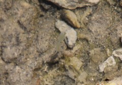 Artemiidae