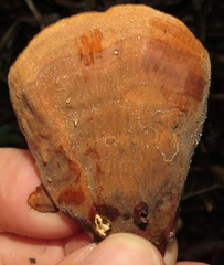 Stereum ostrea