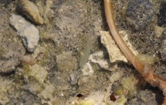 Artemiidae