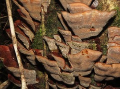 Stereum ostrea