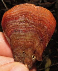 Stereum ostrea