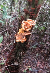 Stereum ostrea