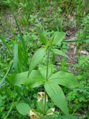 Silene stellata