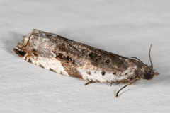 Ancylis mediofasciana