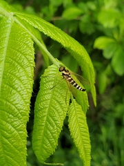 Chrysopilus ornatus