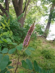 Amorpha fruticosa