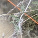 photo of Braunton's Milkvetch (Astragalus brauntonii)