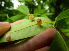 Phylloxera caryaegummosa