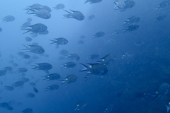 Chromis notata