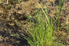 Carex diandra