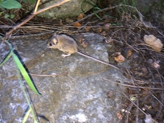 Peromyscus difficilis