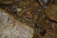 Gyrinophilus porphyriticus