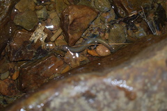 Gyrinophilus porphyriticus