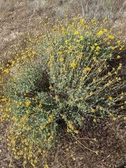 Encelia virginensis