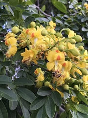 Erythrostemon yucatanensis