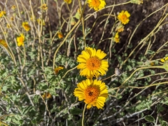 Encelia virginensis