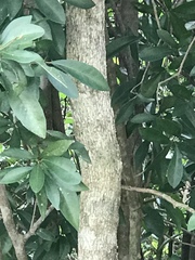 Erythrostemon yucatanensis