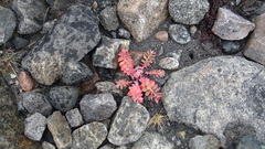 Rhodiola rosea